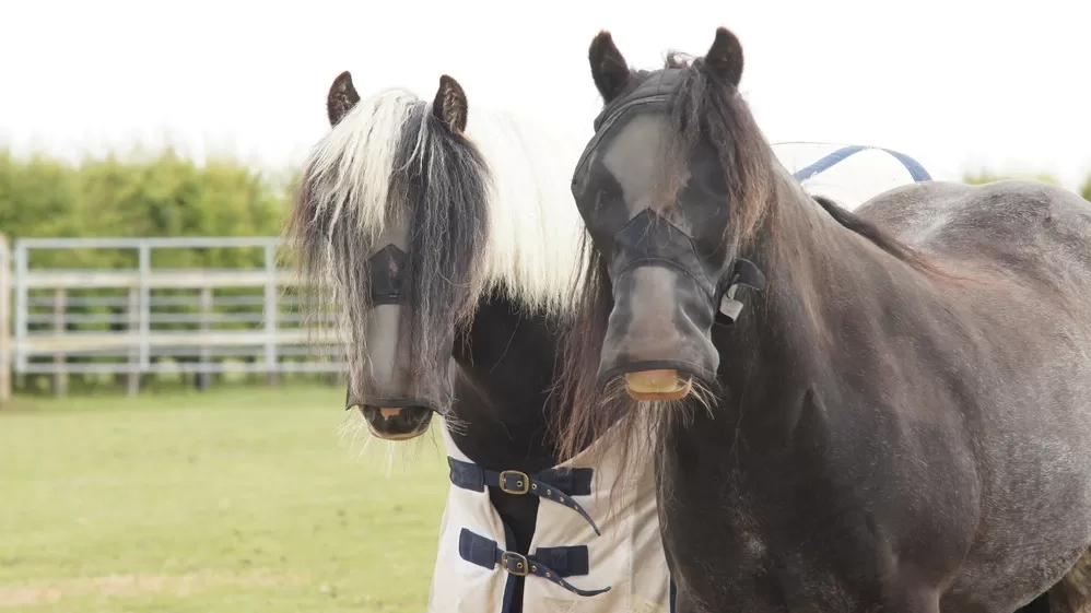 Two ponies wearing fly masks, and one wearing a rug, stand next to each other in their field. They are called Iggy and Moby.