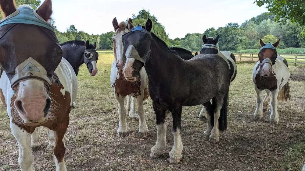A black and white horse, named Moby stands in a paddock wearing a fly mask surrounded by other ponies.