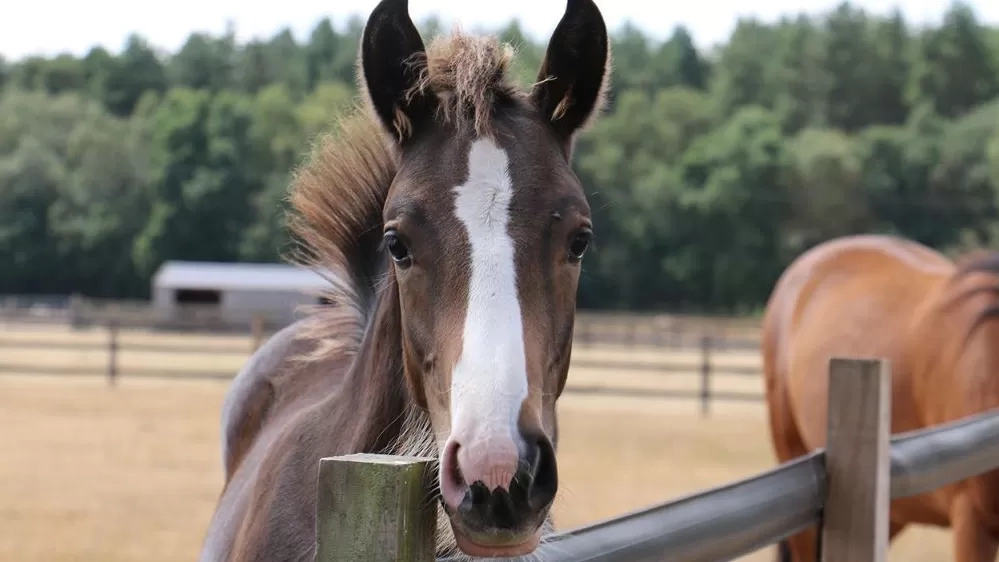 A young brown horse with a white stripe down his face stands in his field with his chin resting on the fence.