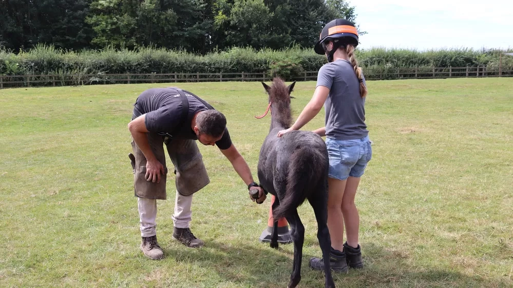 The farrier takes a look at Ruby's hoof