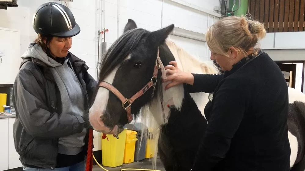 A black and white horse is examined in the Redwings Horse Hospital.