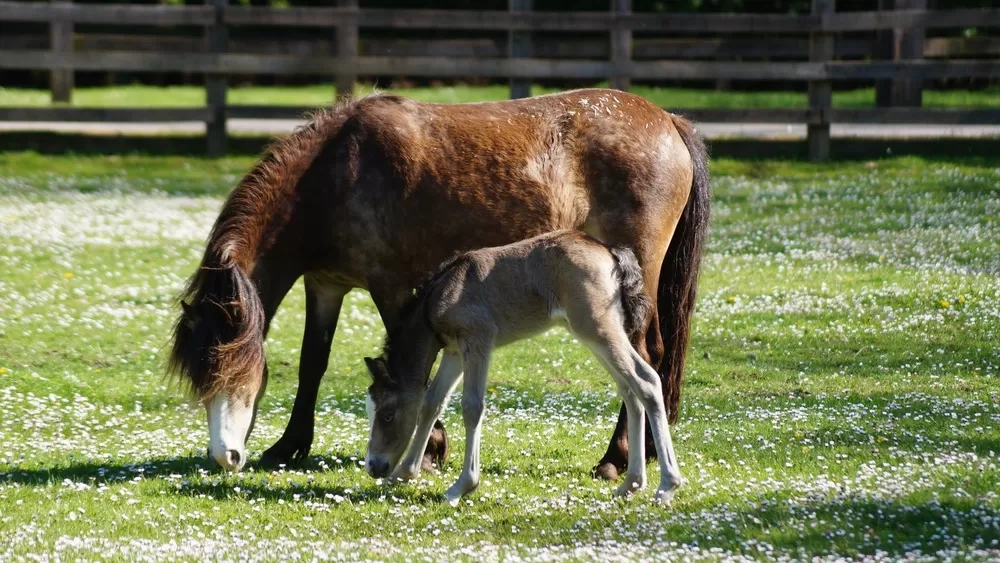 A brown pony grazes next to her young foal.