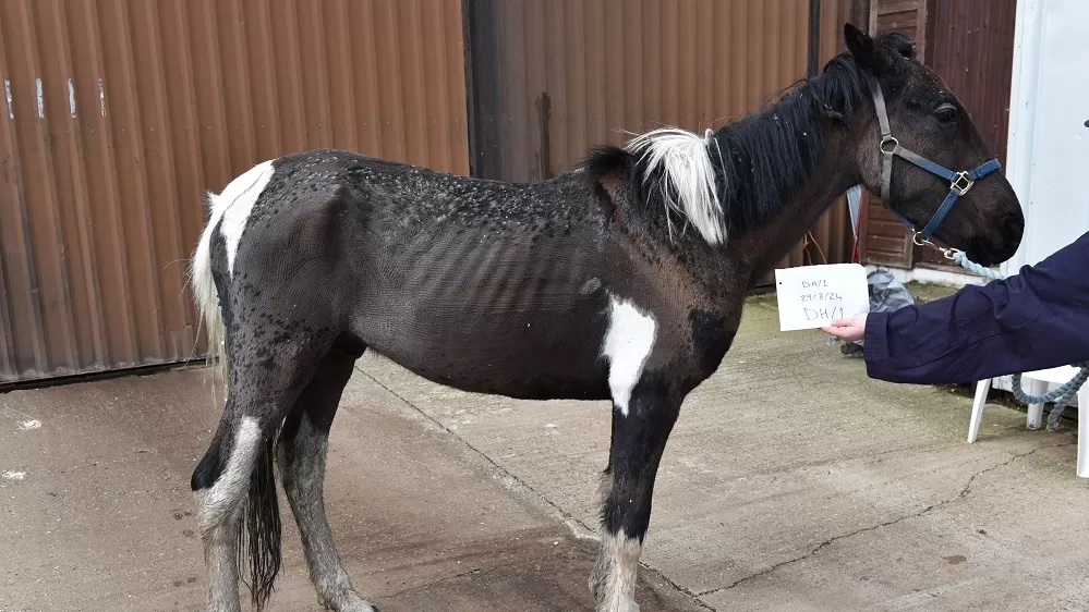 Nimbus, a black and white pony, appearing thin with protruding ribs and a skin condition when he first arrived at Redwings.