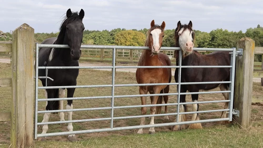 Nimbus the horse looks over the gate of his paddock at Redwings with new best friends, ponies Mason and Barney.