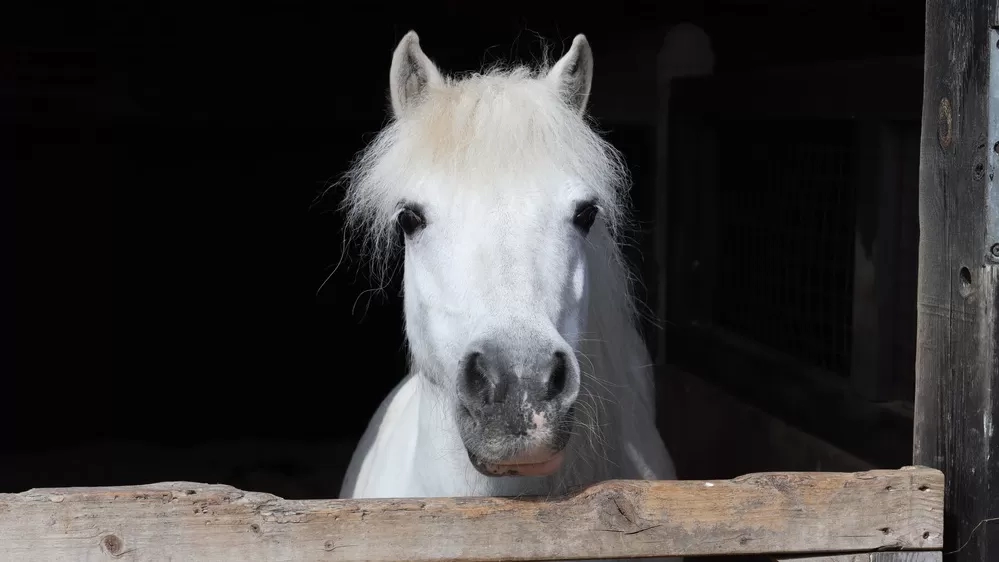 A grey pony pokes their head over a stable door.