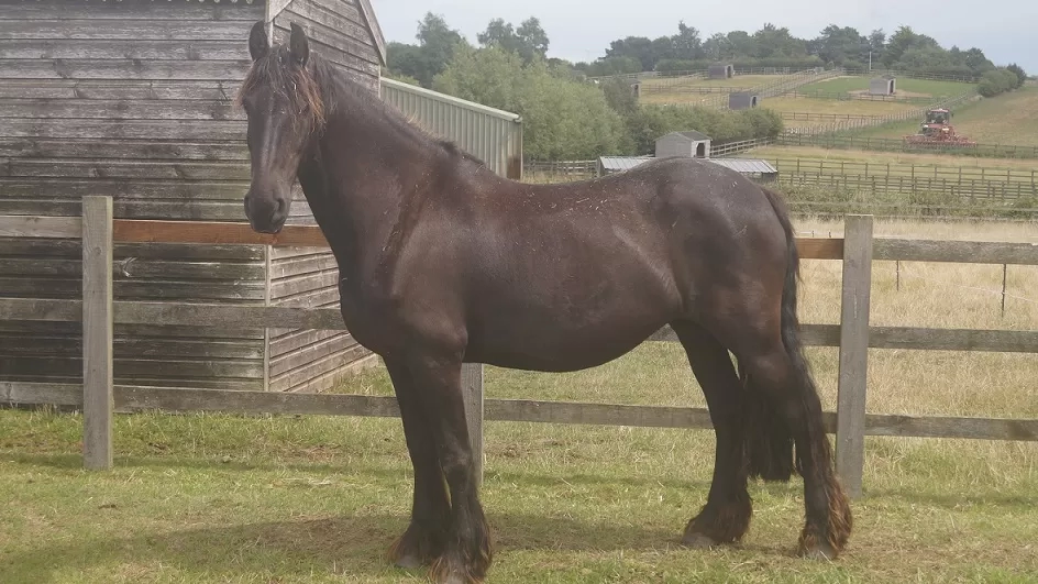 A black horse stands in her grassy paddock.