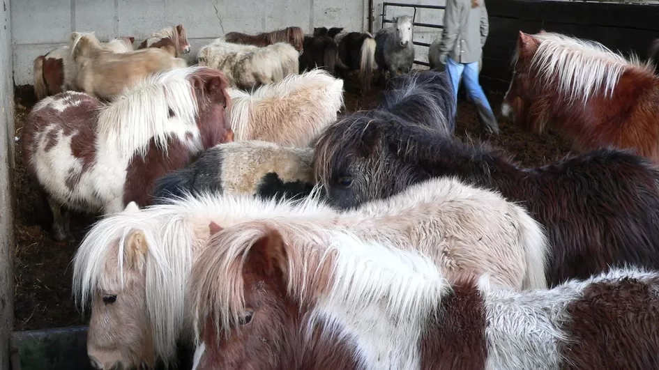 A herd of Shetland ponies are crowded into a barn.