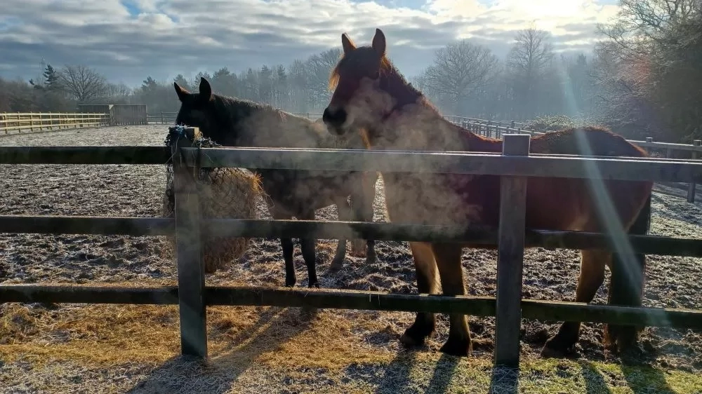 Two horses enjoy a haynet in their field on a frosty morning.