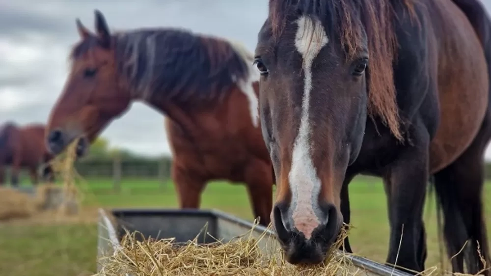 A bay horse is eating hay in his paddock while looking at the camera.