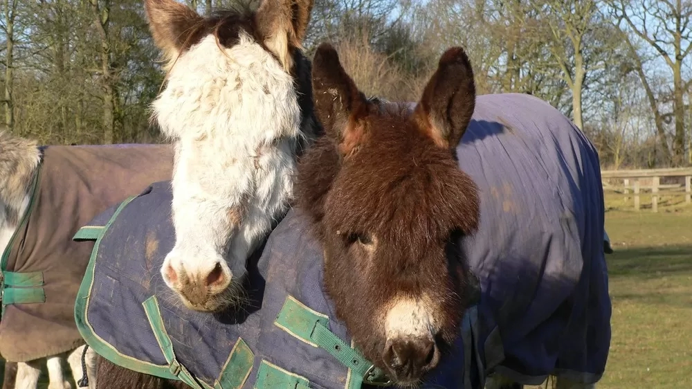 A donkey foal is cuddled by her mum. Both are standing in a grassy field wearing rugs.