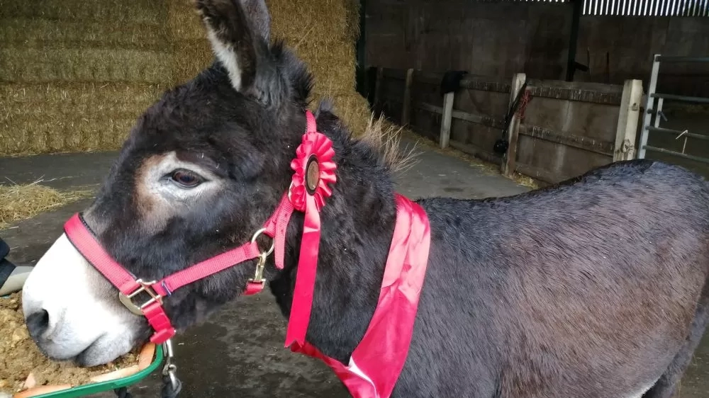 A brown donkey wearing a red headcollar and sash enjoys a donkey-friendly birthday cake.