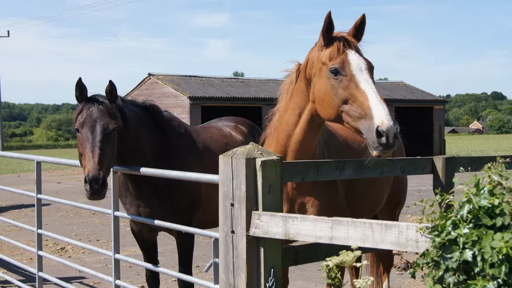 A bay horse stands next to a chestnut horse in a paddock.