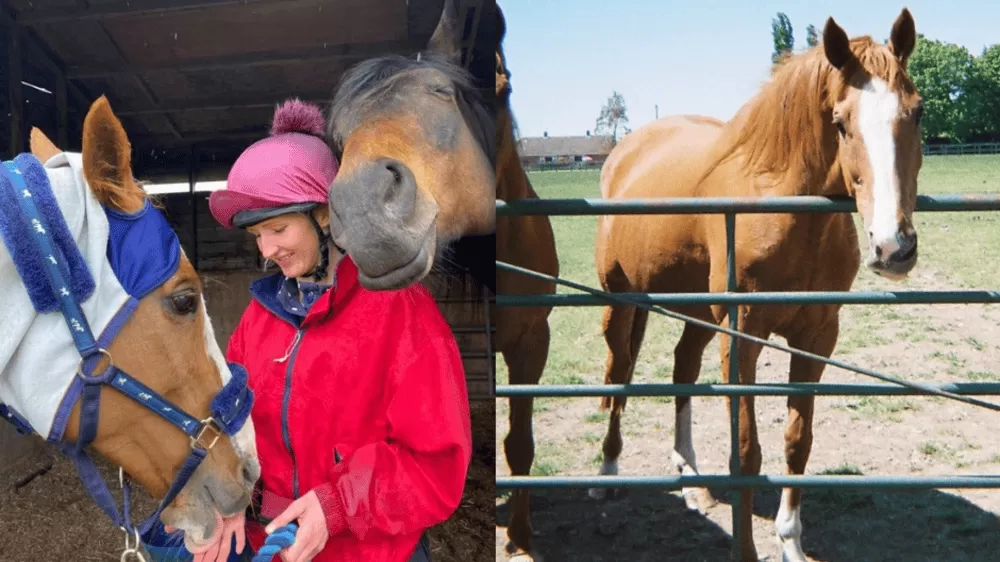 A collage of photos showing chestnut horse Hope with vet nurse Phoebe.