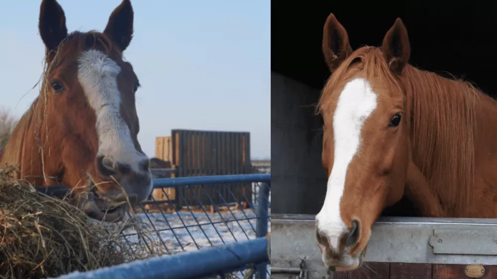 A collage of two photos of chestnut horse Hope in her paddock and stable at Redwings.