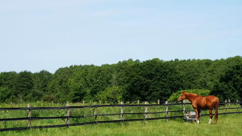 A chestnut horse looks out across her field.