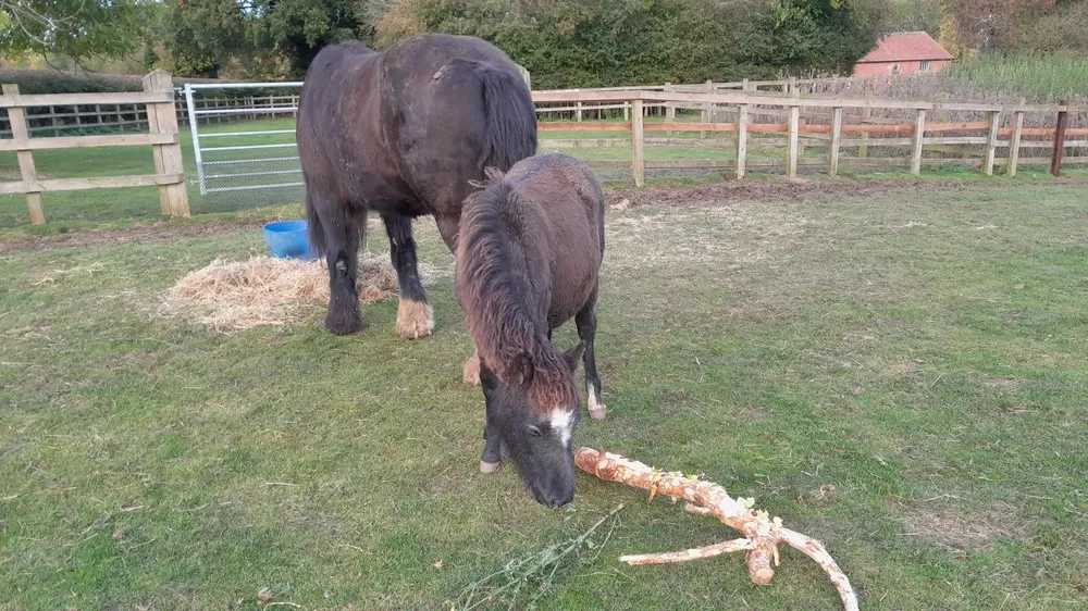 Ruby sniffs a branch covered in different foods