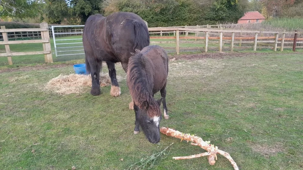 A black foal investigates a branch and some thistles