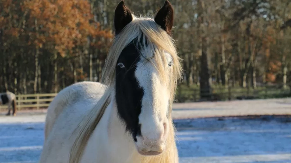 A pony stands in a field covered in frost.