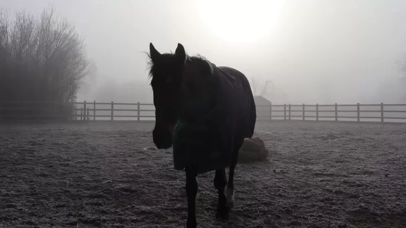 A horse walks across its field in the early morning frost and mist. He is silhouetted against the rising sun in the background.