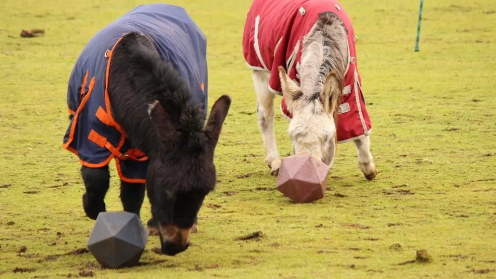 Two donkeys in their are playing with treat balls.