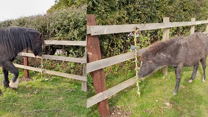 A collage of two photos - a horse and a foal nuzzling a leadrope which is tied to a fence and has vegetables poked into it