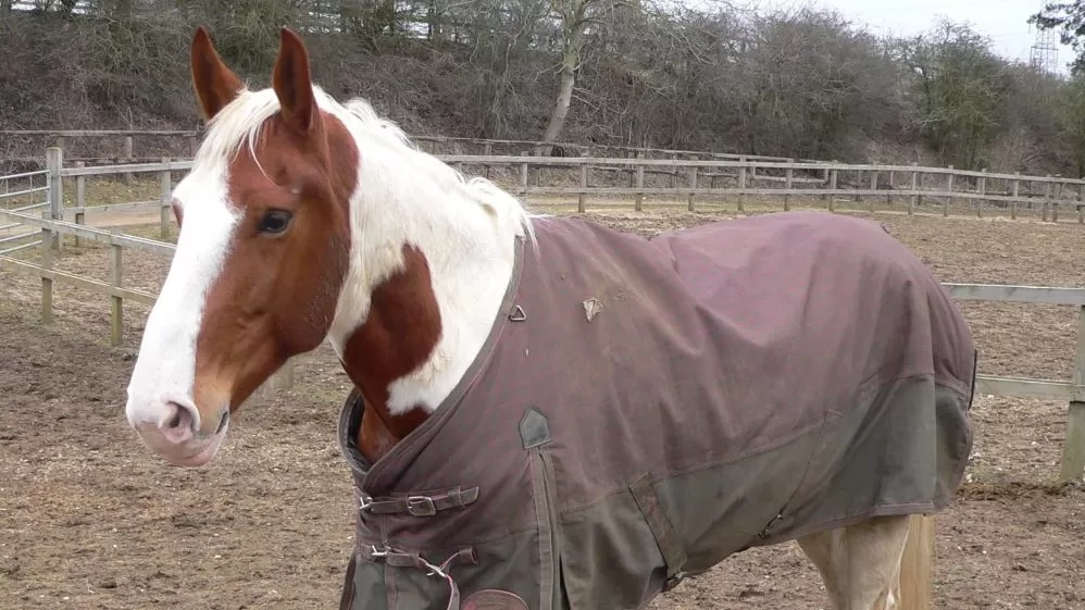 A pony stands in her wintry field wearing a rug.