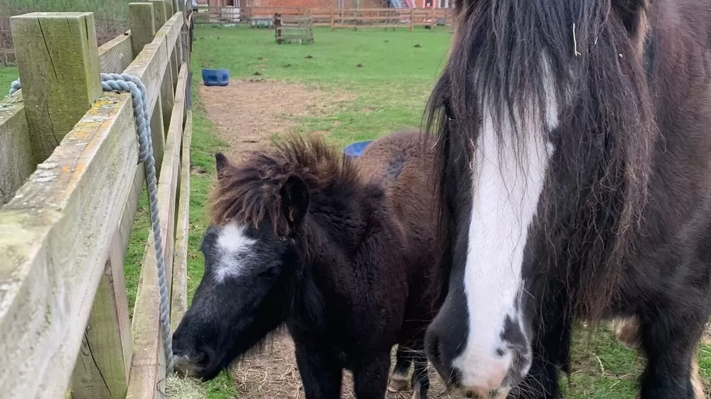 Ruby and Cilla