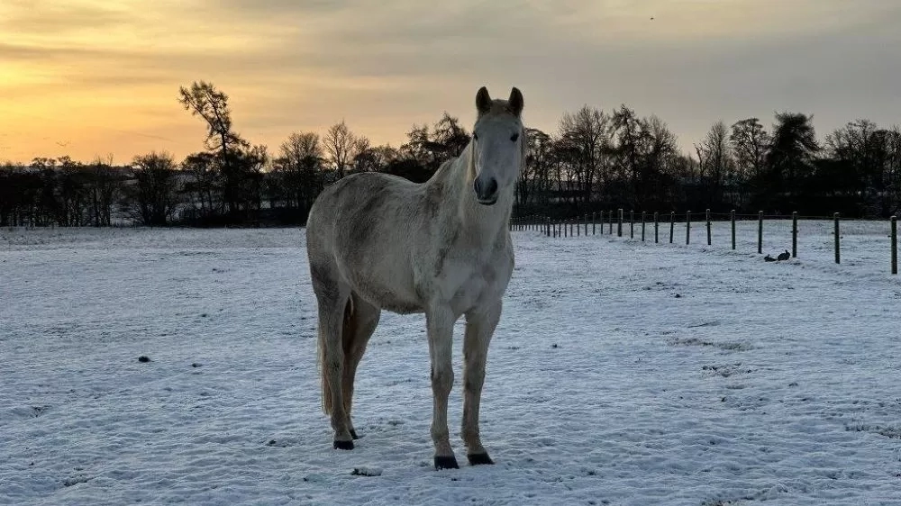 A horse stands in a snowy field with the sun going down behind them.