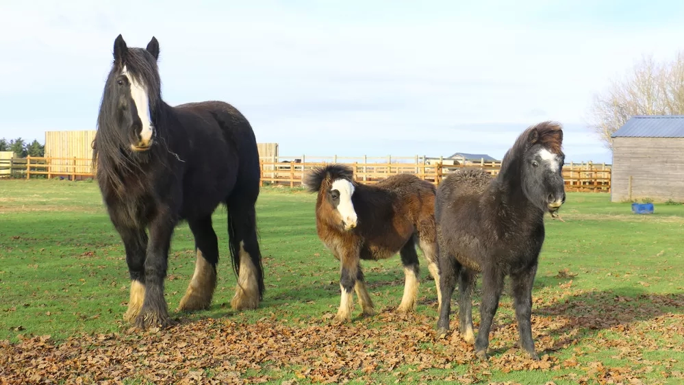 Two foals stand near their foster mum in a grass paddock.