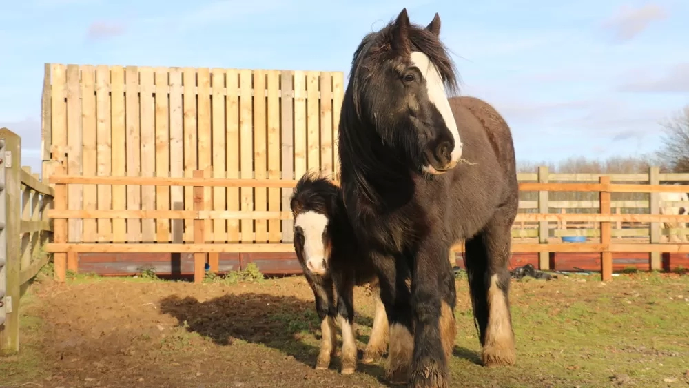 A foal sides up to her foster mum in their grass paddock.