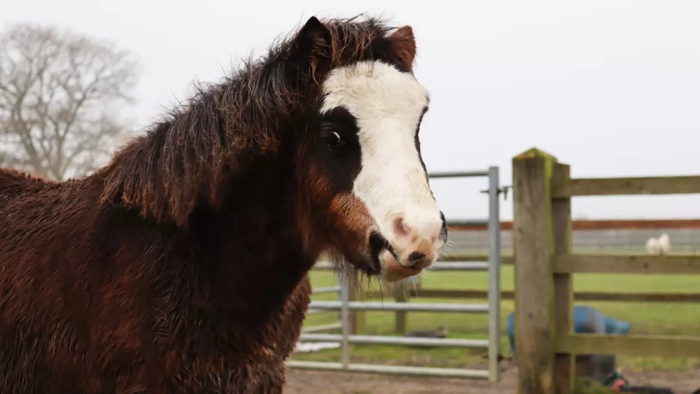 Cleo, the foal, looks directly into the camera while standing in a grass paddock.