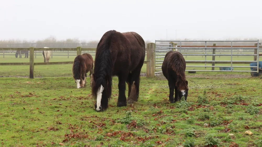 Two foals and their foster mum are grazing in their paddock.