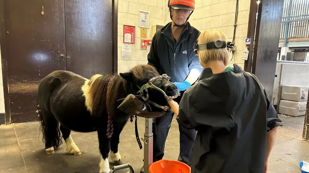 A little Shetland pony stands in the Redwings horse hospital with two members of the vet team undergoing dental treatment.