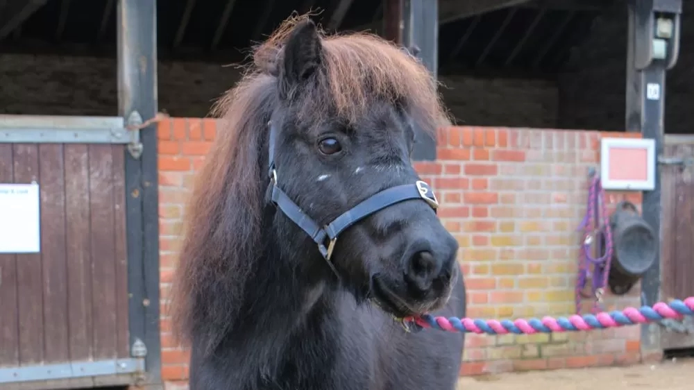 Marjorie stands outside her stables in a headcollar.