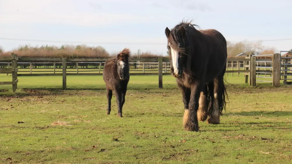 A foal walks beside its foster mum in a grass paddock.