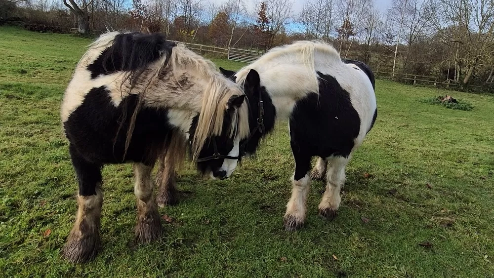 Two ponies in a field lower their heads towards each other in greeting.