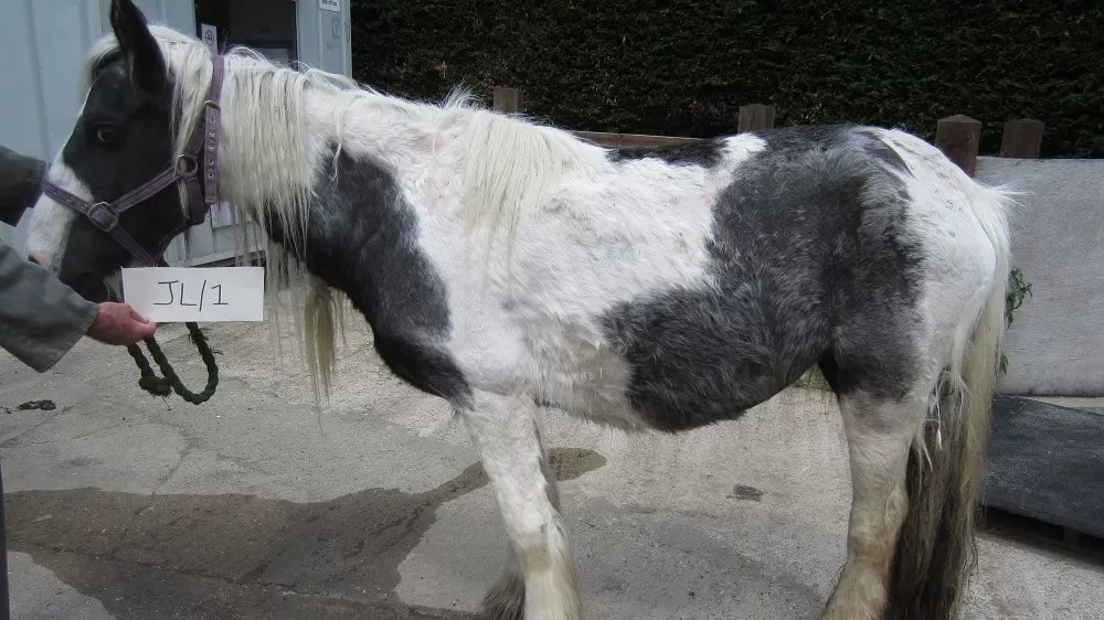 The image shows a pony looking skinny and dishevelled at the time of their rescue.