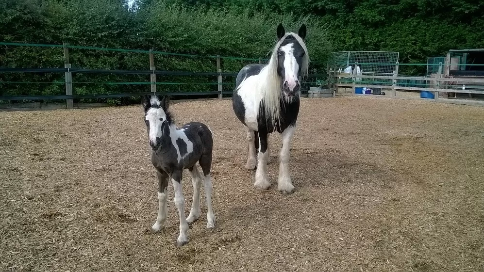 A pony stands with her foal in a woodchip paddock at Redwings.