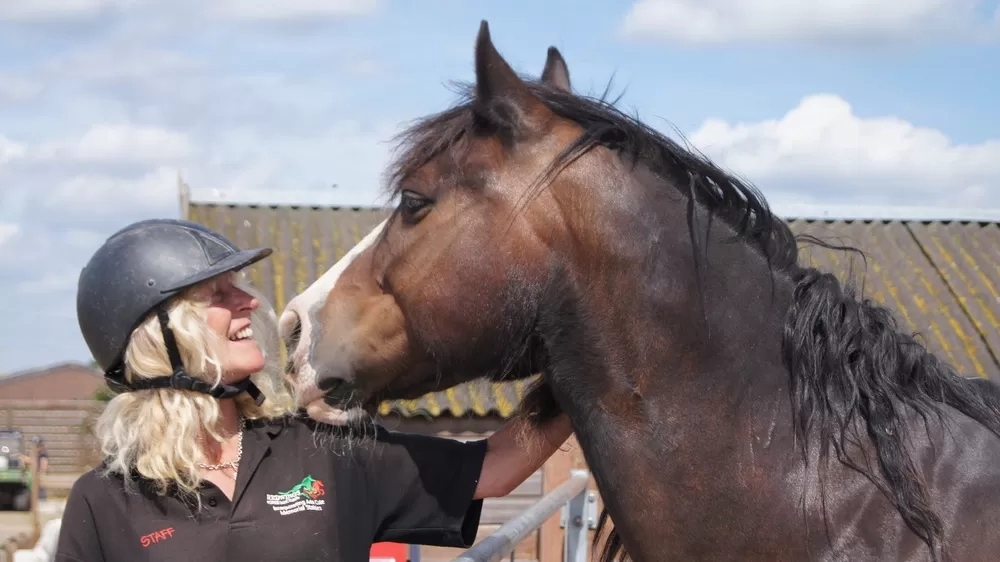 A horse leans over a fence enjoying a scratch from a Redwings staff member who's face is very close to his muzzle and is wearing a hard hat.