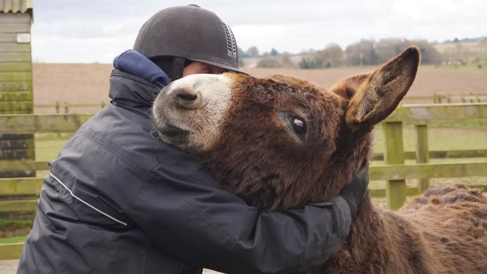 A donkey receives a cuddle from a Redwings staff member wearing a hard hat.