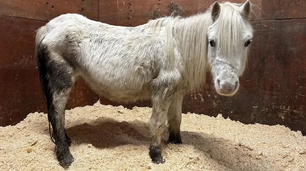 A skinny pony with spine and hip bones prominent standing in stable 