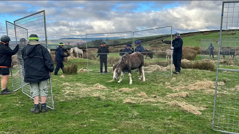 Rescue team with metal pen sections helping to catch a pony on a Welsh common