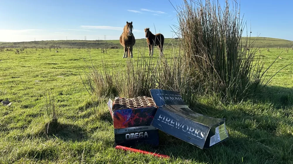 Horses standing in front of old boxes of fireworks