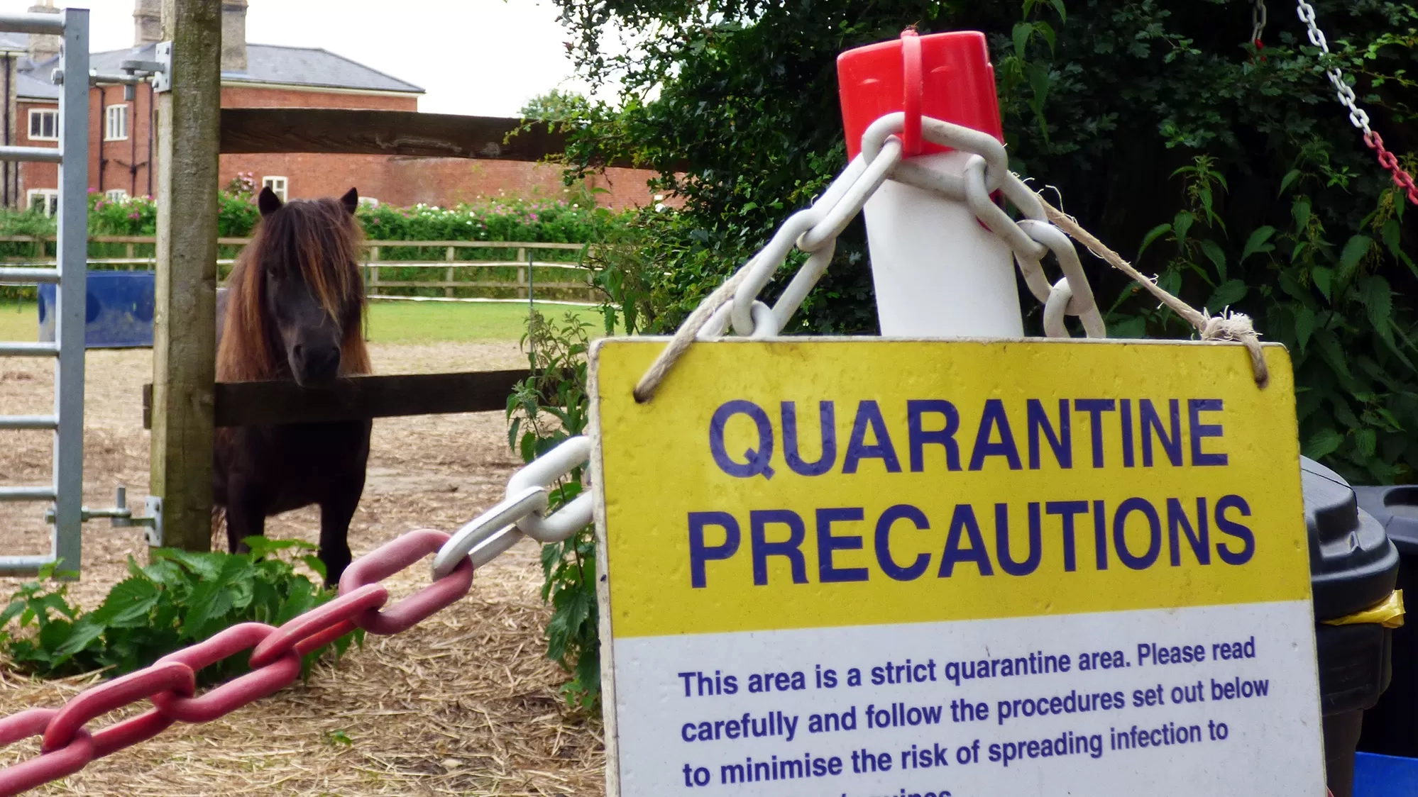 A small brown pony is in quarantine in a paddock