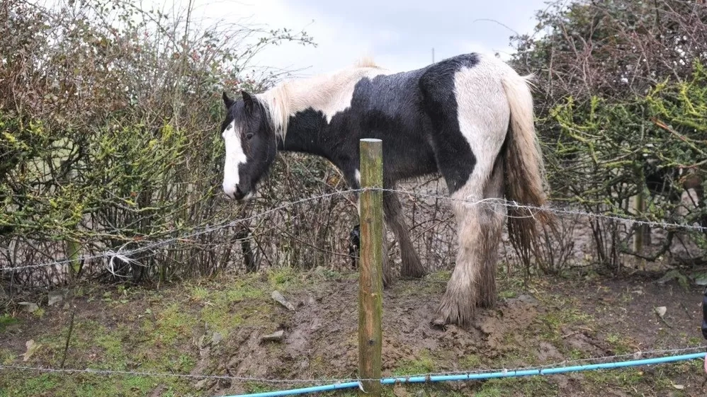 A skinny cob standing behind a barbed wire fence and mud