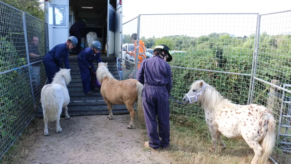 Three Redwings team members are leading three Shetland ponies onto the ramp of a horsebox