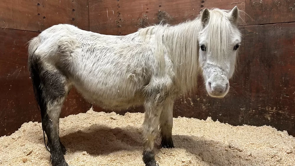 A very skinny grey pony is turning her head to look at the camera