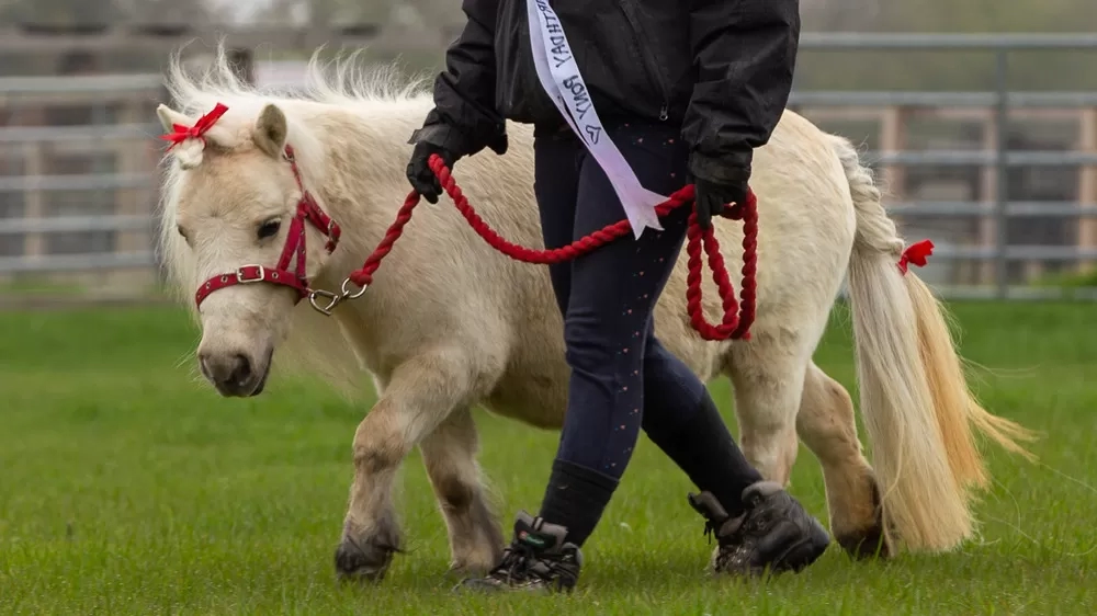 A small Shetland pony is being led for her birthday parade. She is wearing bows in her mane. Her handler is wearing a large birthday rosette