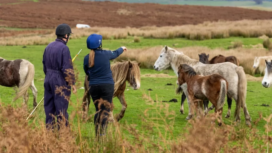 Photo shows two welfare officers looking at ponies on a common.