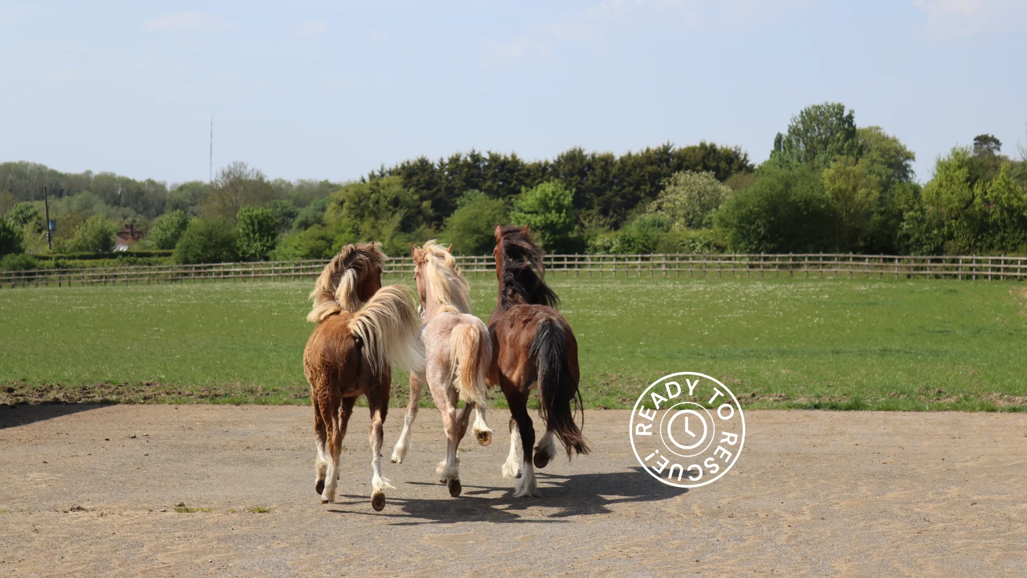 Three ponies trotting onto a grass paddock.
